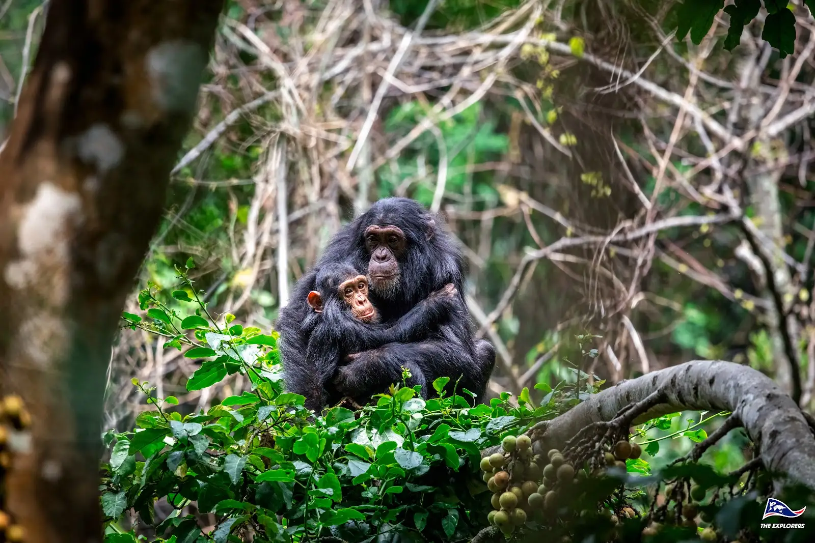 Nyungwe National Park